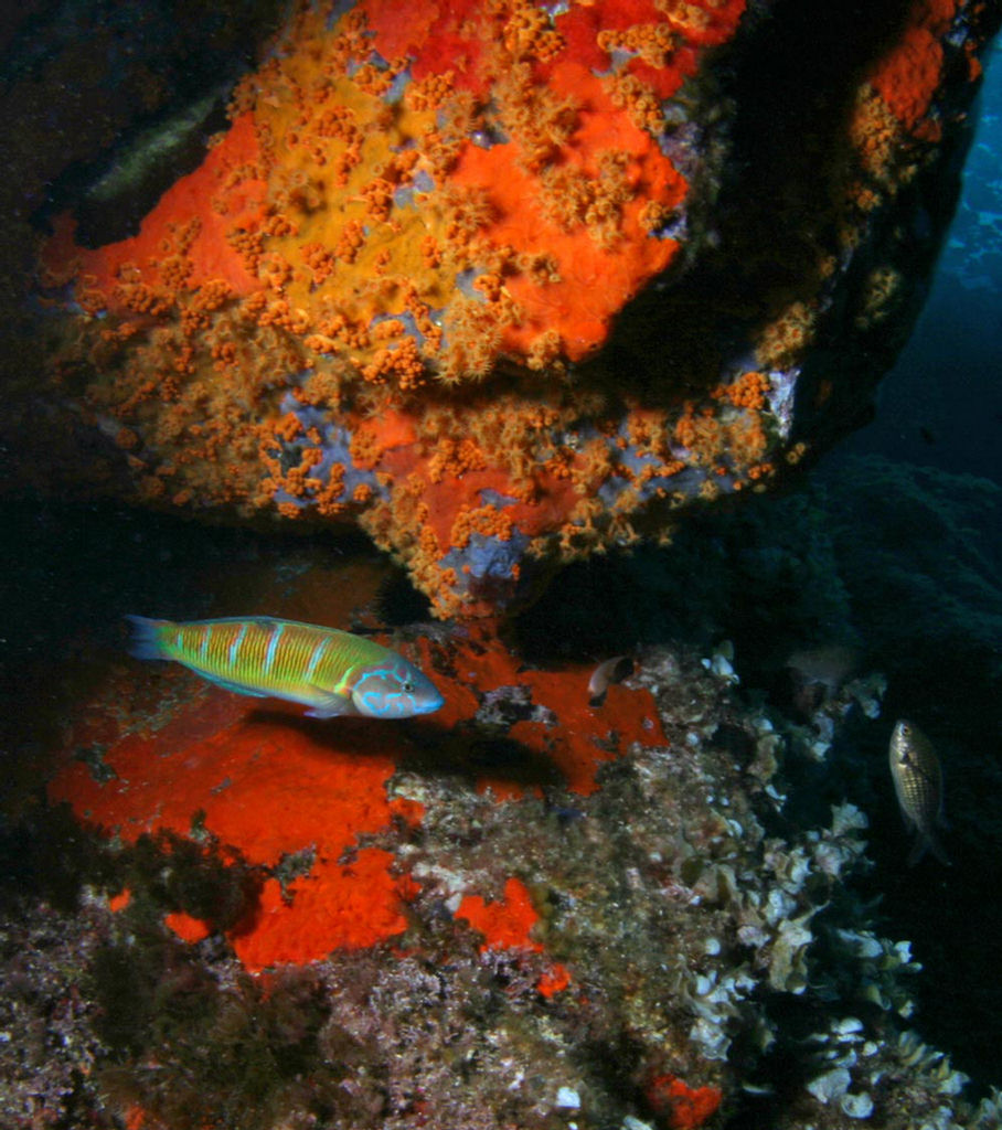 Thalassoma pavo (Donzella pavonina)